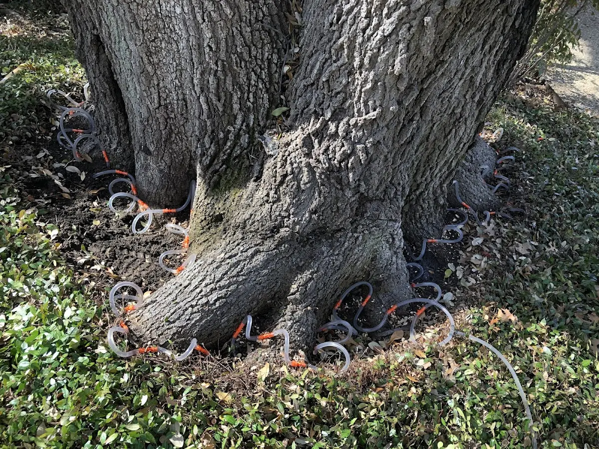 Detailed Shrub and Hedge Trimming job site in Dyersville