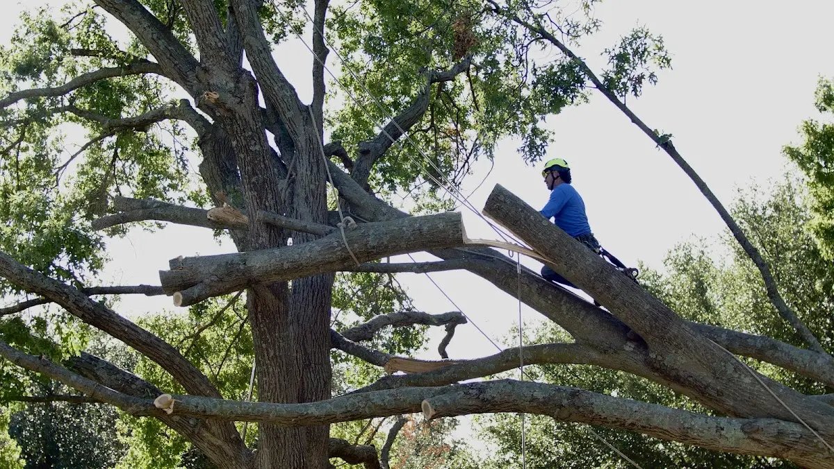Professional Crown Thinning performed by certified arborists in Dyersville
