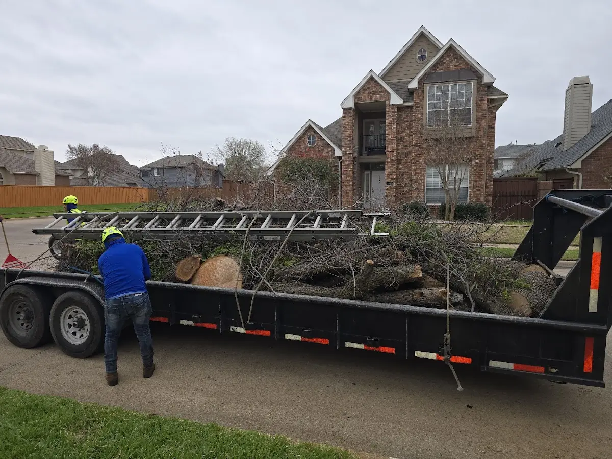 Expert Deadwooding with proper safety equipment in Dyersville